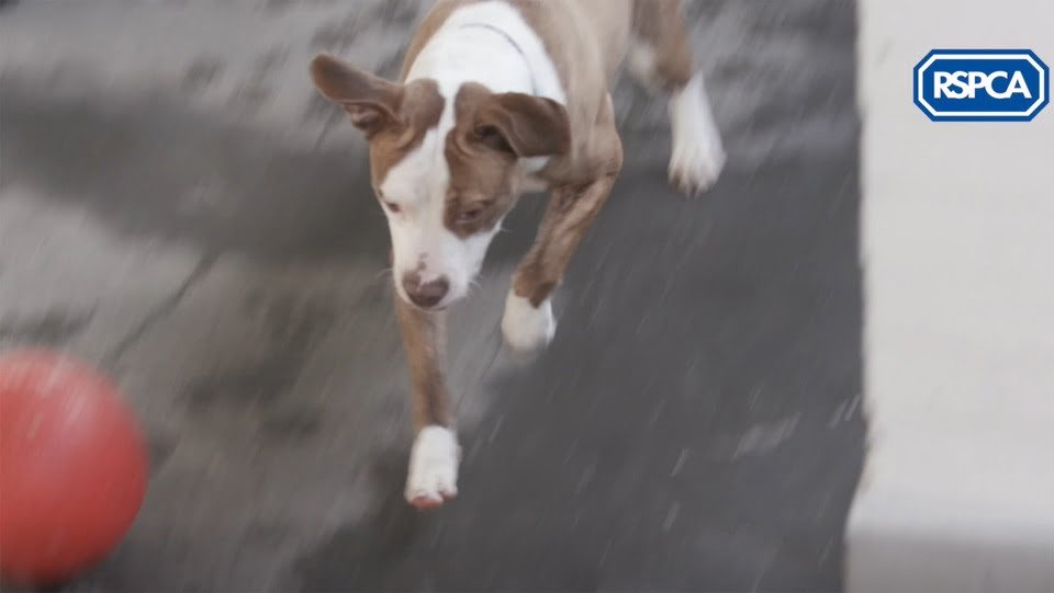 Perrito feliz y amigable es sacrificado por la forma en que se ve, debido a una ley absurda 5 Perrita