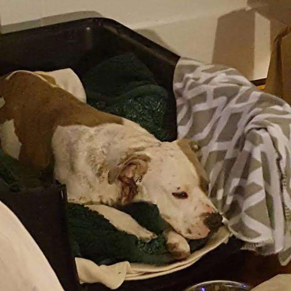Perrito abandonado en víspera de año nuevo se negaba a dejar su manta 15 Perrita abandonada