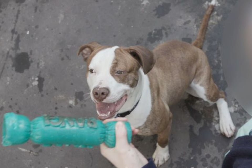 Perrito feliz y amigable es sacrificado por la forma en que se ve, debido a una ley absurda 6 Perrita fue sacrificada