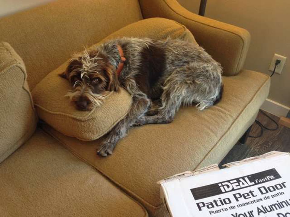 Repartidor de UPS ve una extraña mancha oscura en medio de un estanque y actúa rápido 9 Perrita rescatada