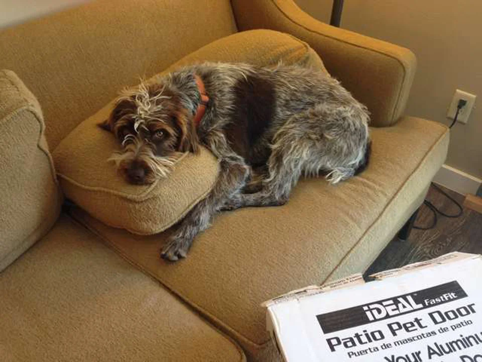 Repartidor de UPS ve una extraña mancha oscura en medio de un estanque y actúa rápido 4 Perrita rescatada