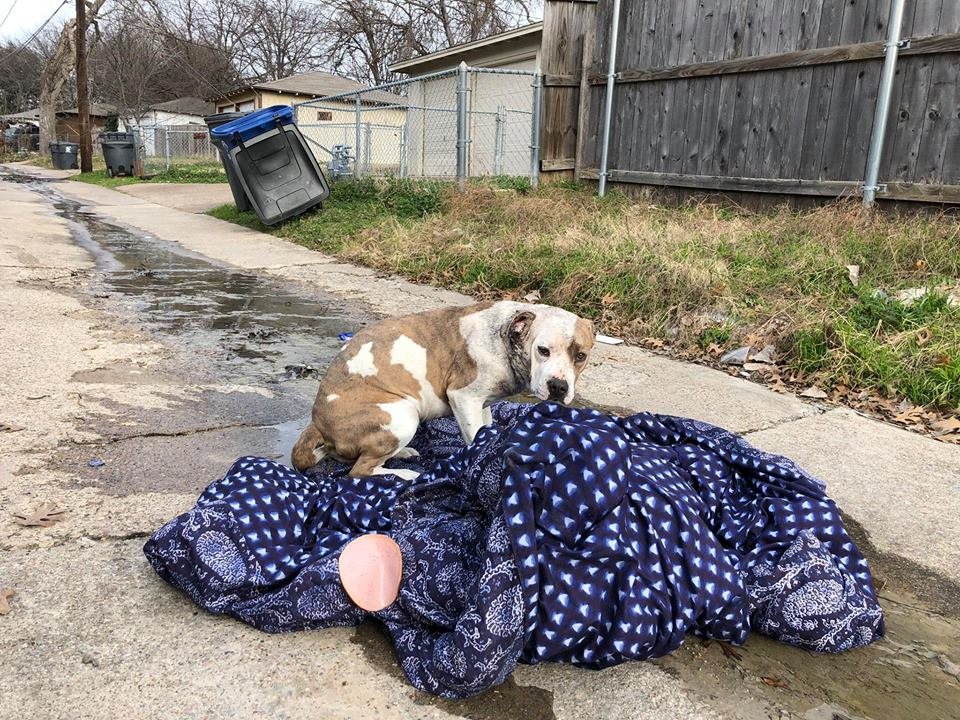 Perrito abandonado en víspera de año nuevo se negaba a dejar su manta 10 Perrita y su manta
