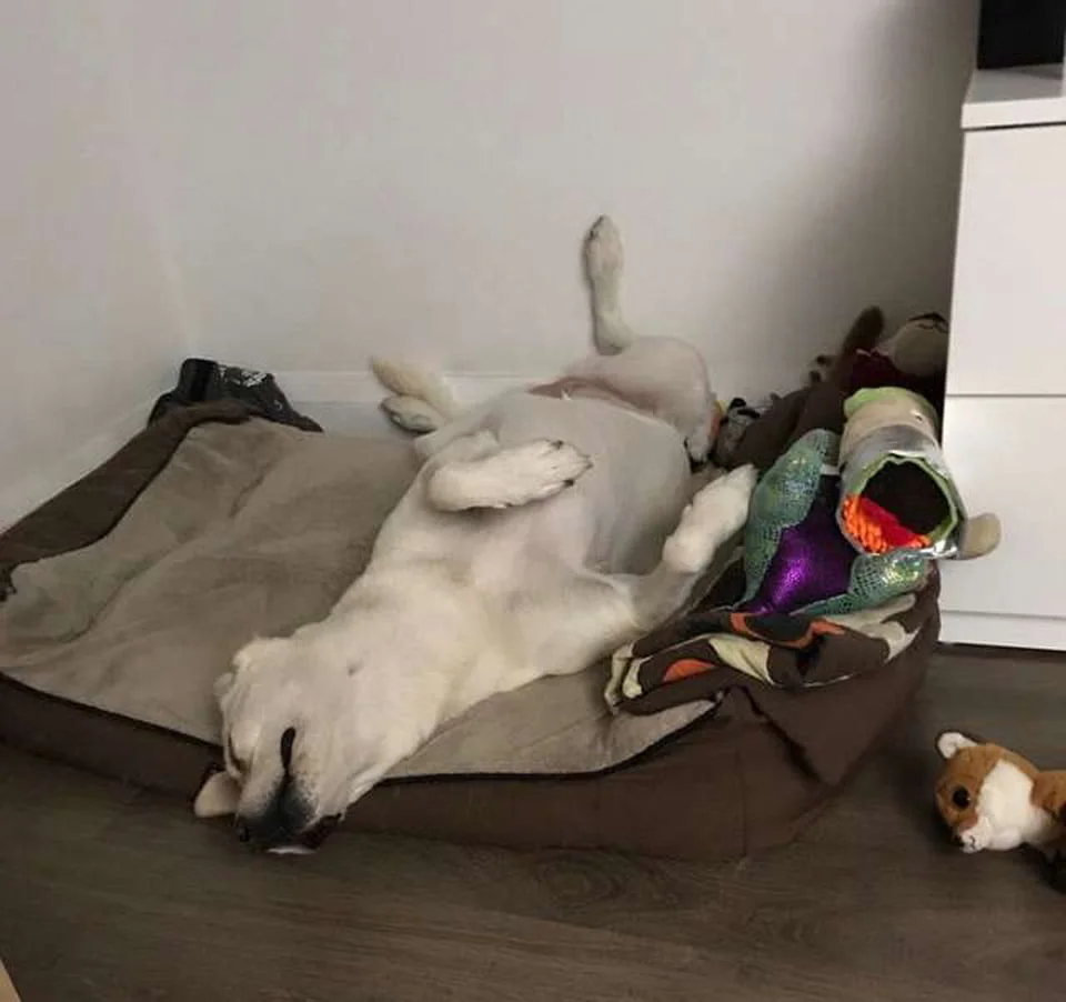 Perrito amigable trae su juguete a cada invitado que visita su casa 5 Perrita