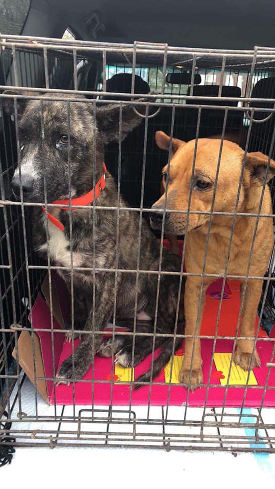 Perros asustados se consuelan mutuamente tras ser abandonados por su familia 7 Perritas abandonadas se consuelan