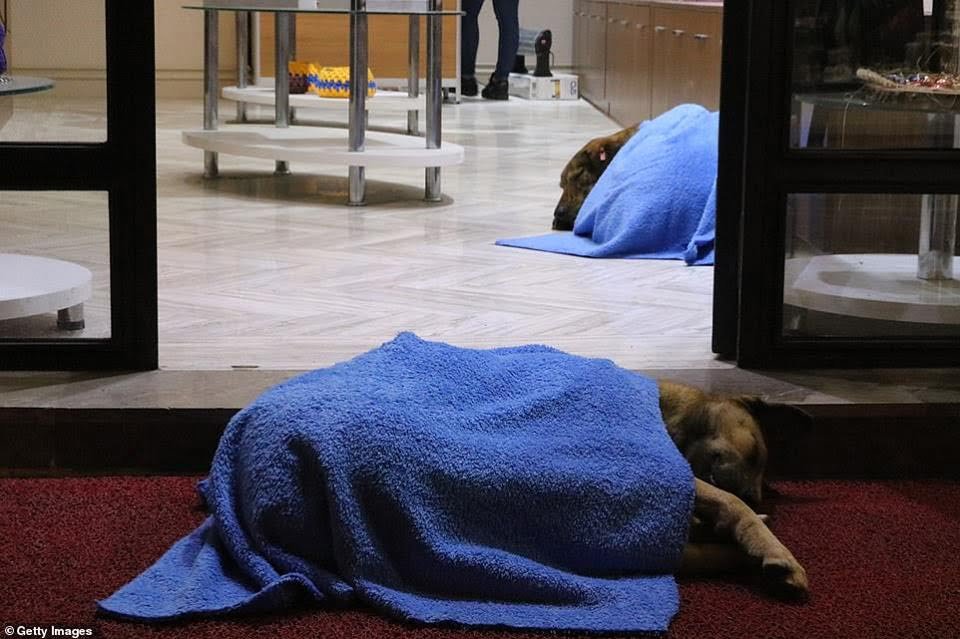 Perrito abrigado