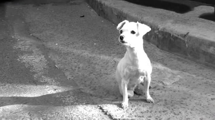 Perrito dramatizado Perrito dramatizado