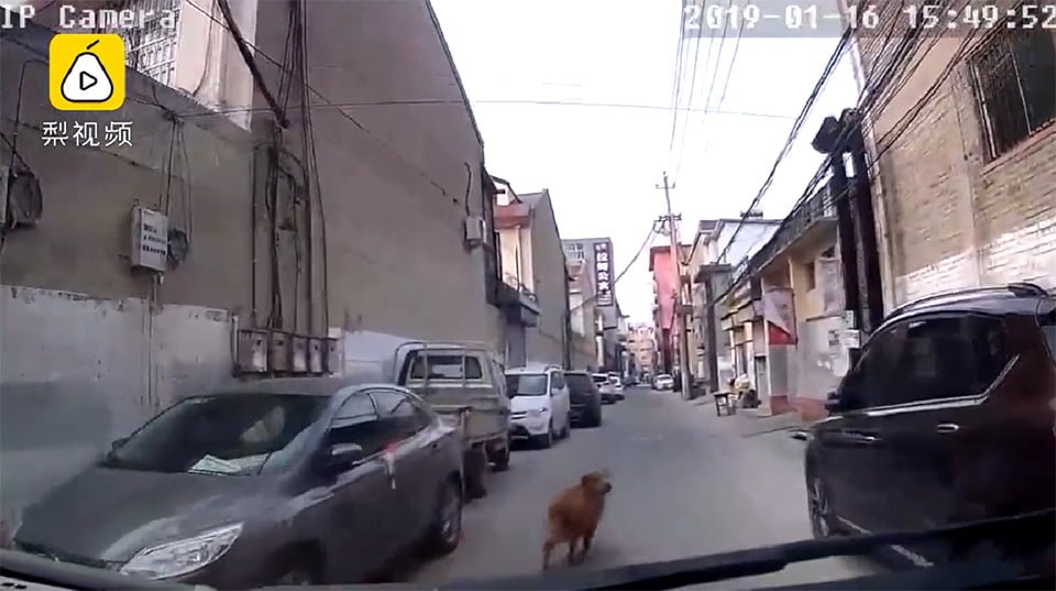 Perrito guiando la ambulancia