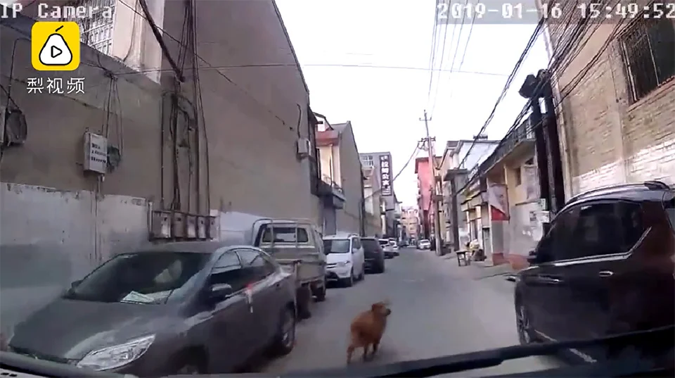 Perrito guiando la ambulancia