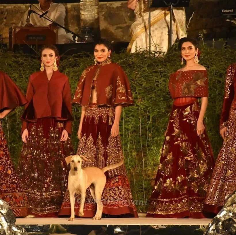 Perrito irrumpe en desfile Perrito irrumpe en desfile