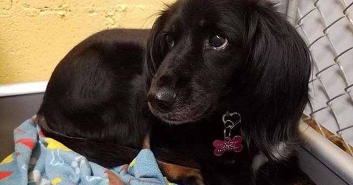 Perrito rescatado de Tailandia lleva tres años esperando a una familia