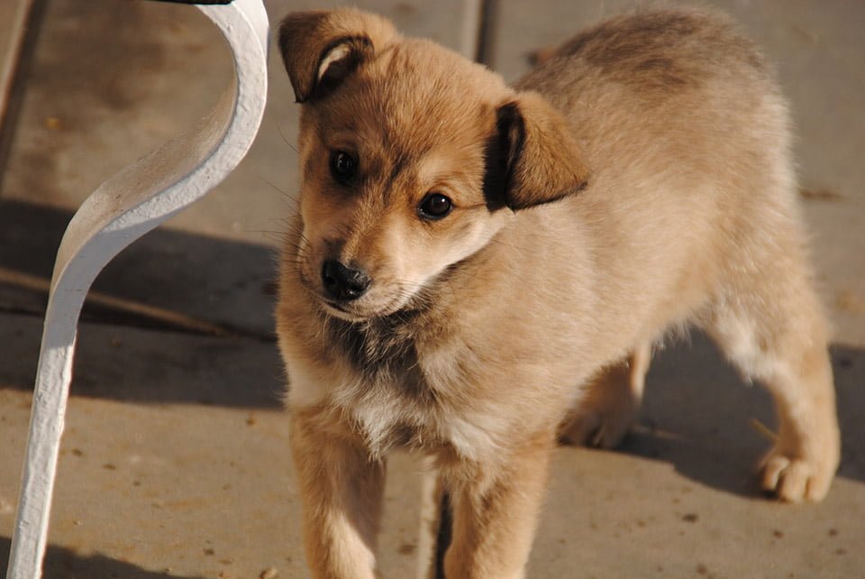 Perrito