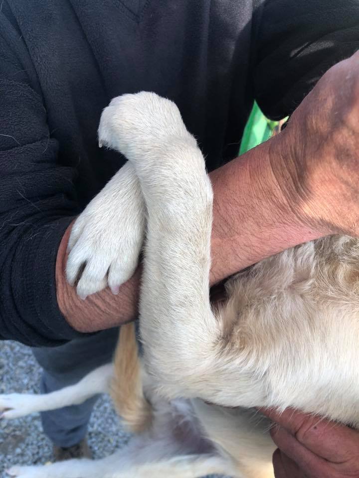 Perro abraza