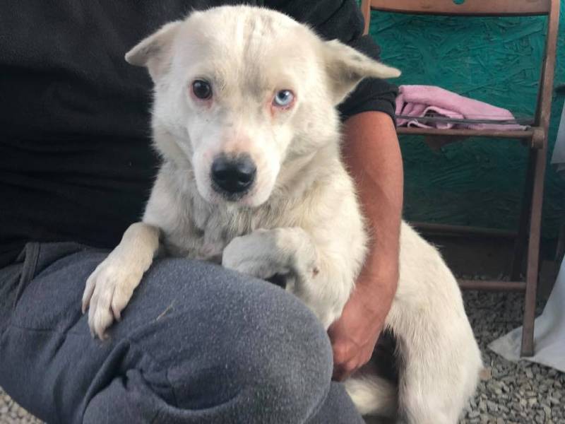 Perro atado fuera de una iglesia