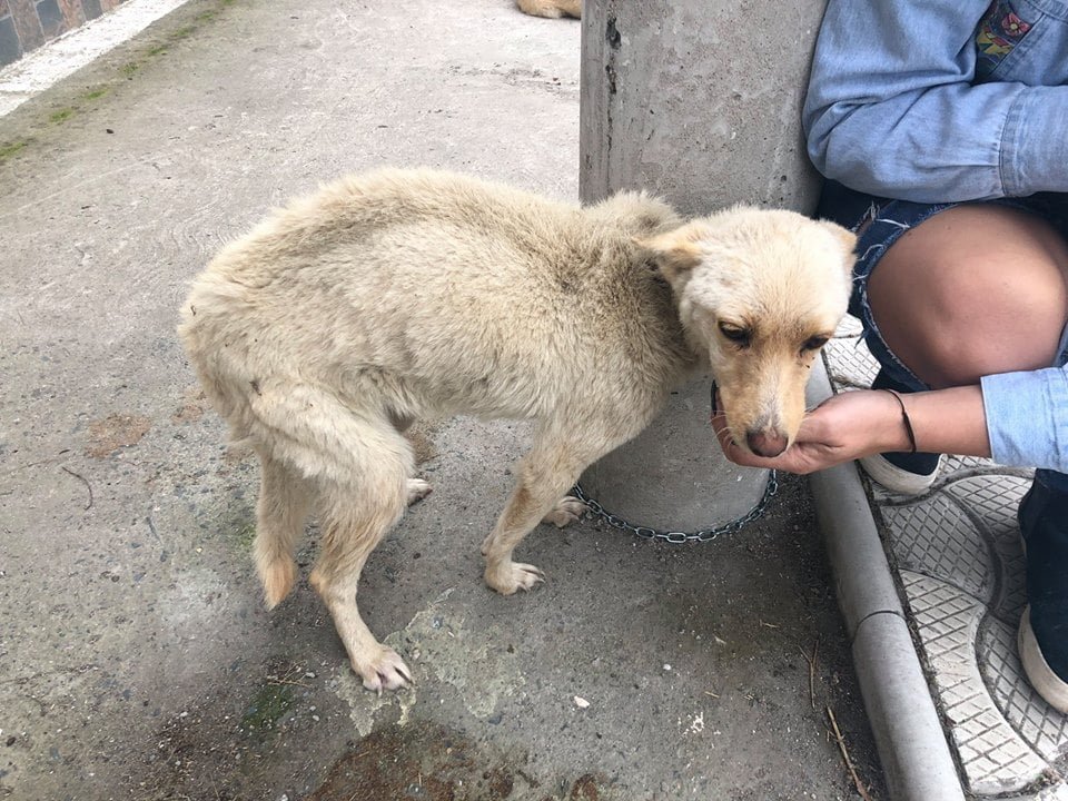 Perro delgado