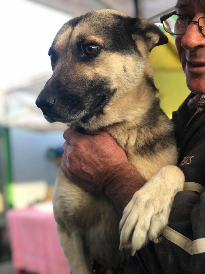 Perro en el refugio