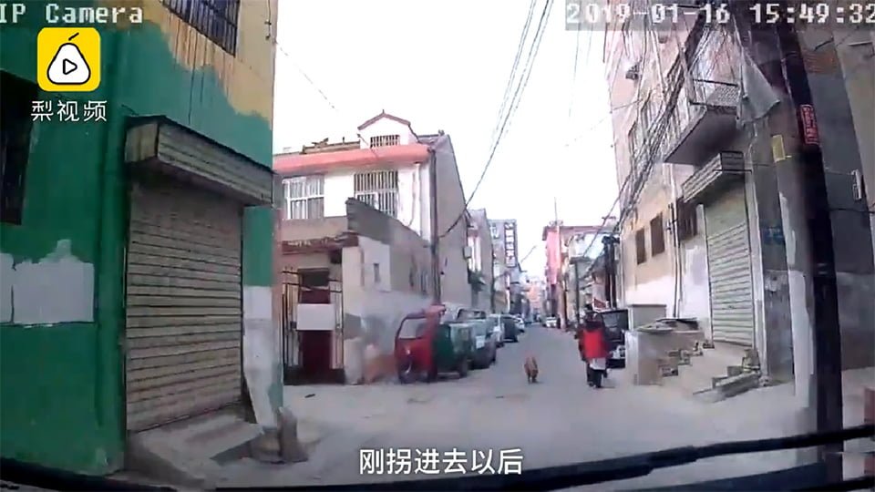 Perro espera ambulancia