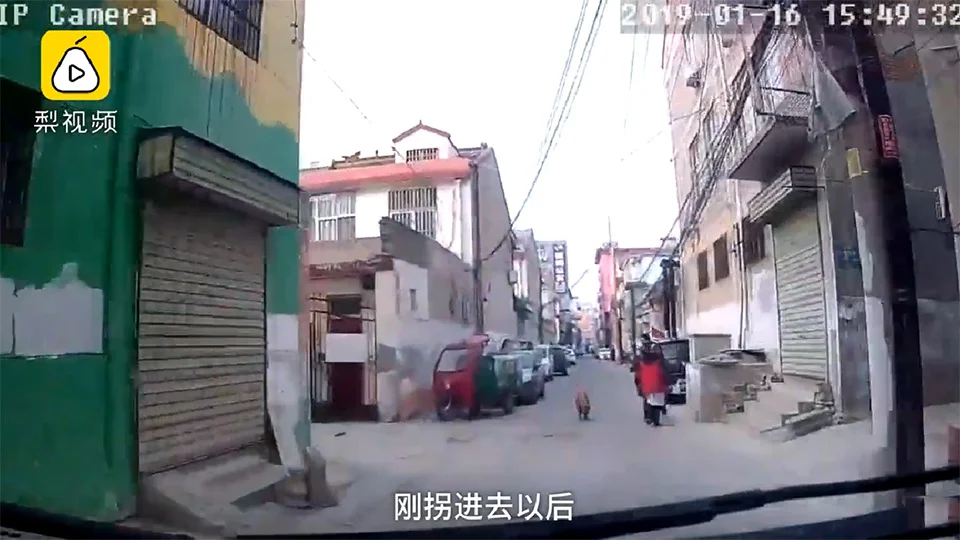 Perro espera ambulancia