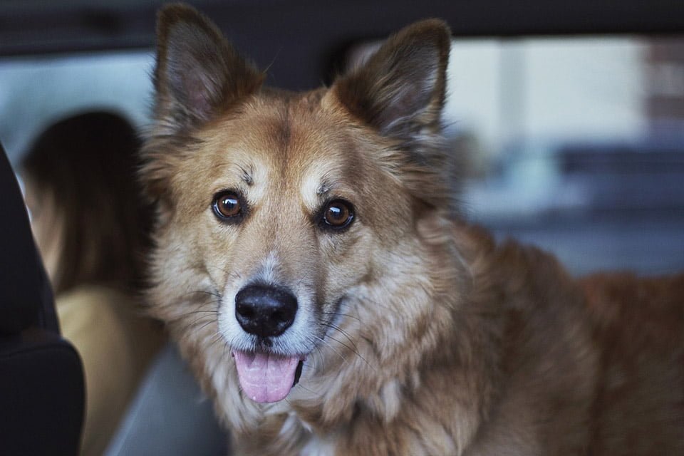 Perro feliz