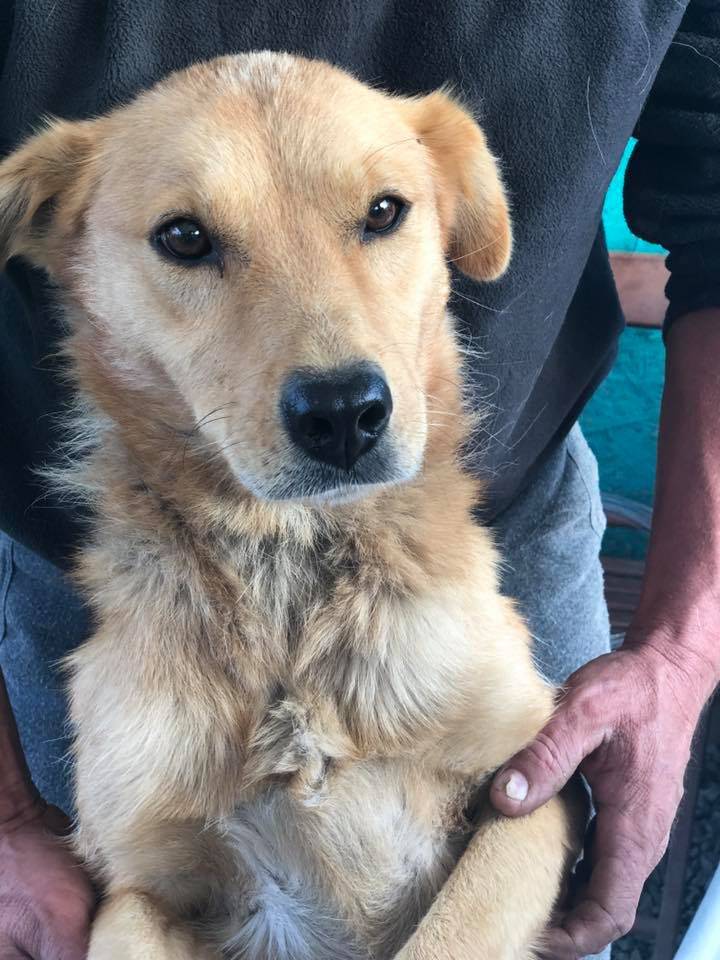Perro rescatado en Rumania