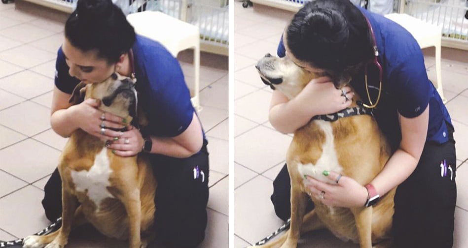 Perro va al veterinario y piensa que esta allí por los abrazos