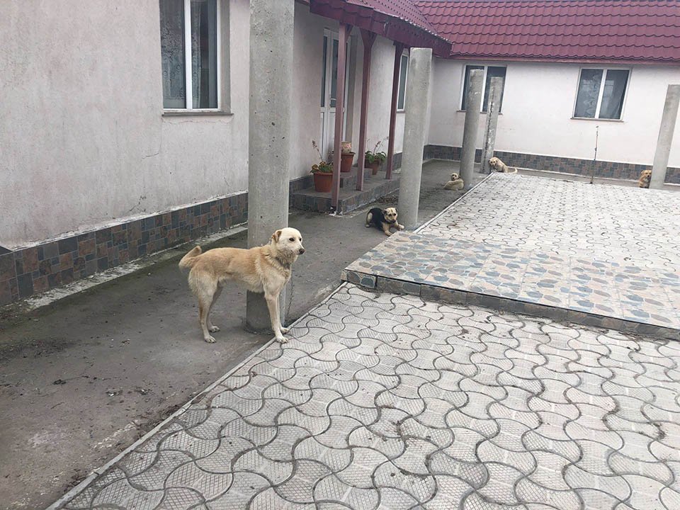 Perros atados fuera de iglesia