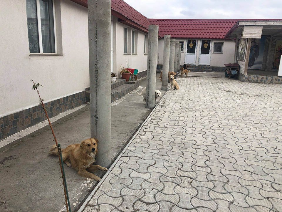 Perros encadenados