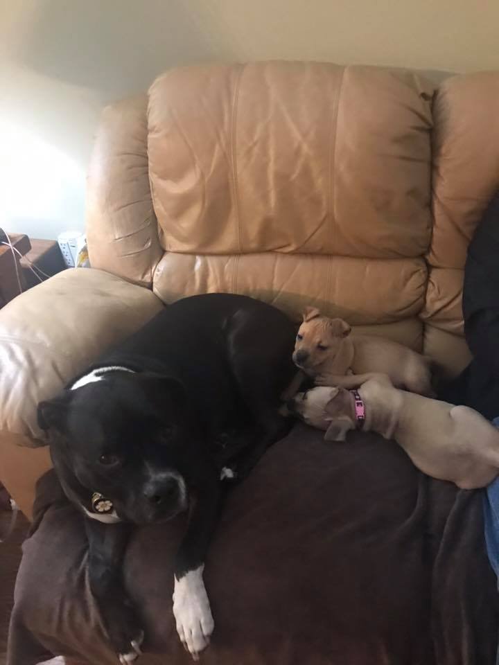 Perros rescatados