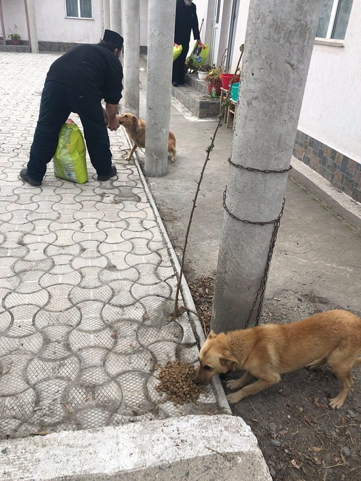 Perros rescatados comiendo