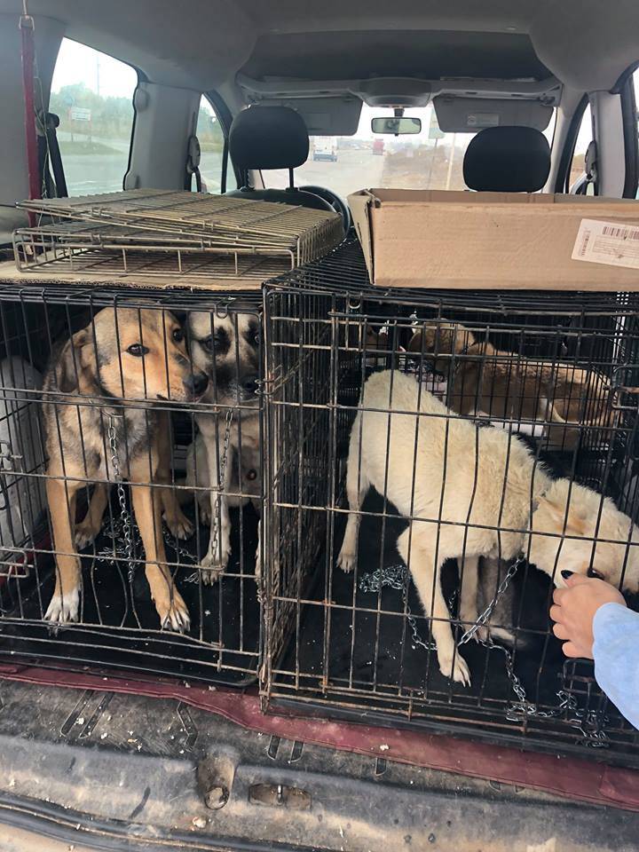 Perros rescatados