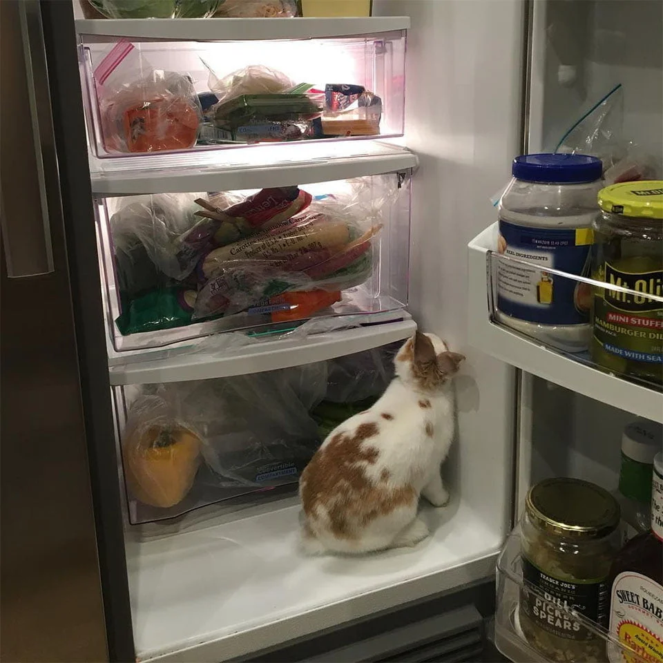 Peter en la nevera Peter en la nevera