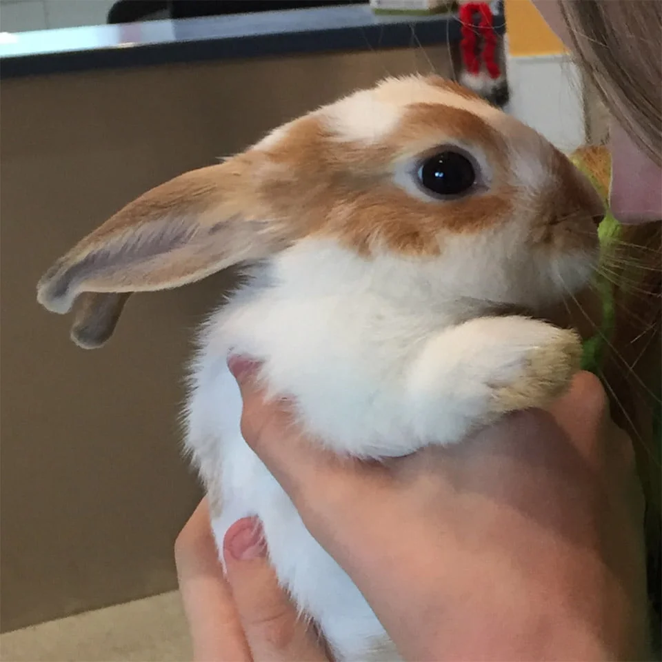 Peter mimado Peter mimado