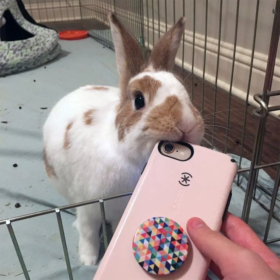 Peter muerde celular Peter muerde celular