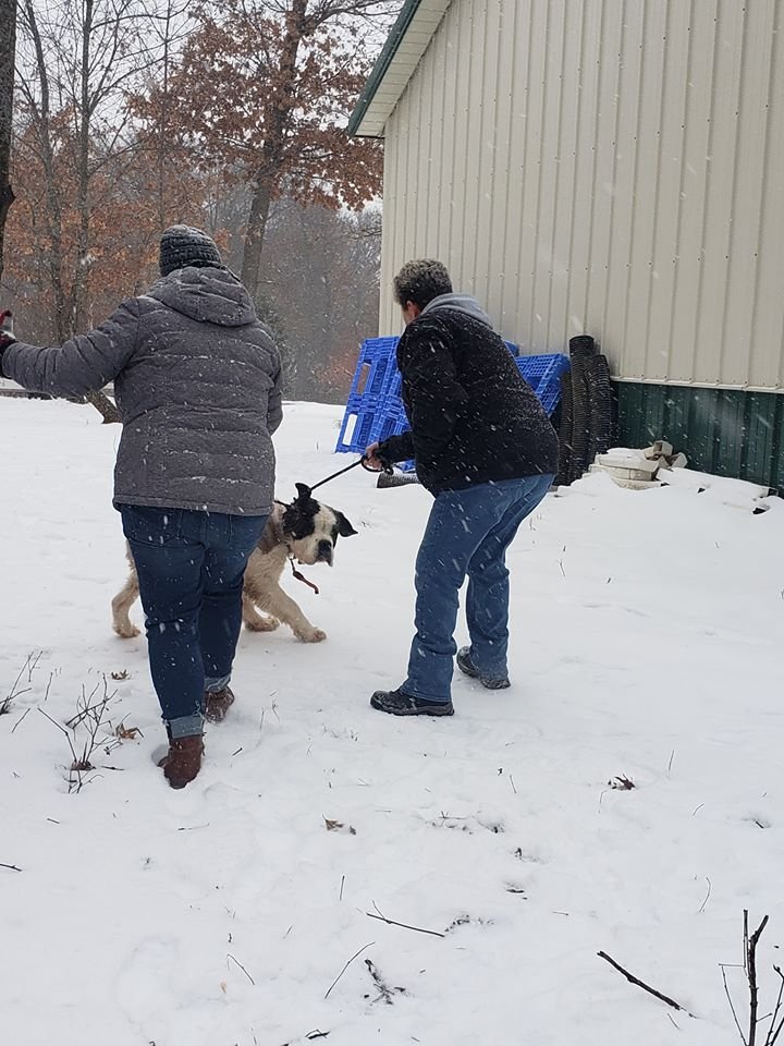 Perro mayor sobrevive por dos semanas solo en la nieve 13 Rescatando a Old Lady