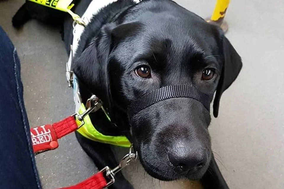 Mujer invidente es presionada para sacar a su perro guía del autobús por ser negro 2 Rowley