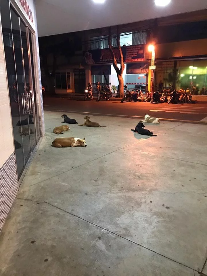 Seis perros leales esperan a su dueño fuera de hospital