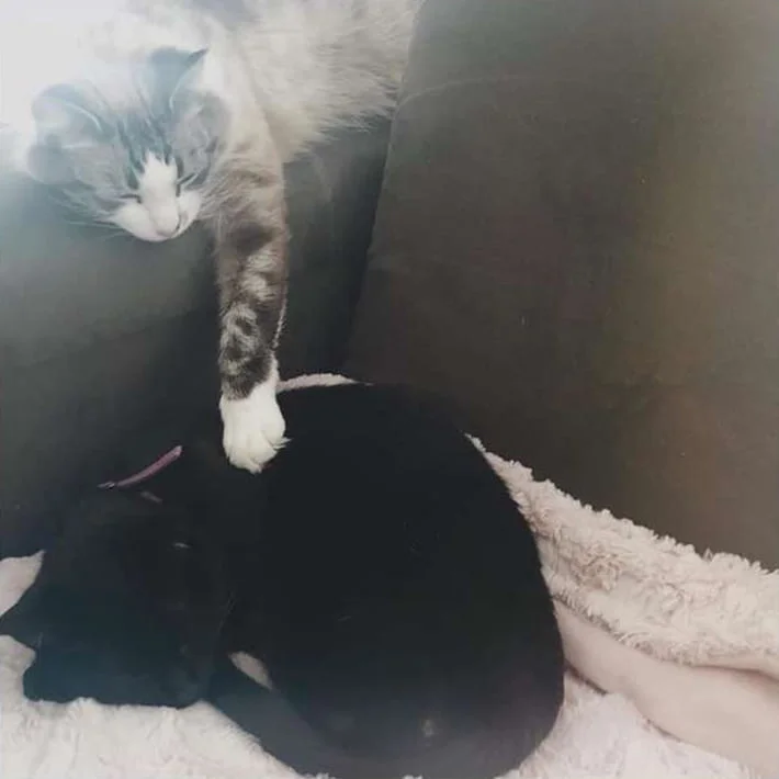 Sen y Alesana Sen y Alesana