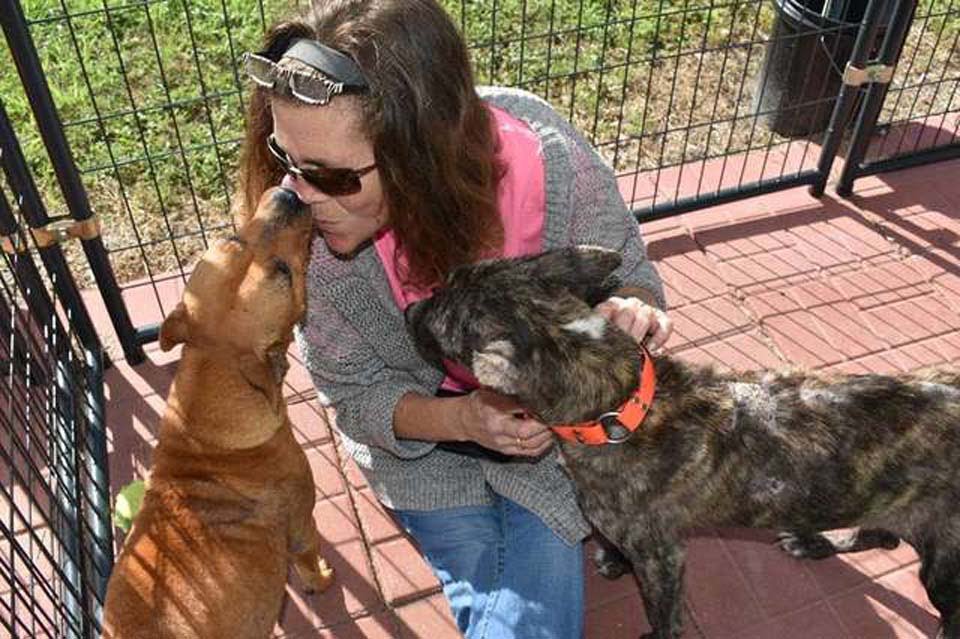 Perros asustados se consuelan mutuamente tras ser abandonados por su familia 11 Shirley y Laverne con su nueva familia