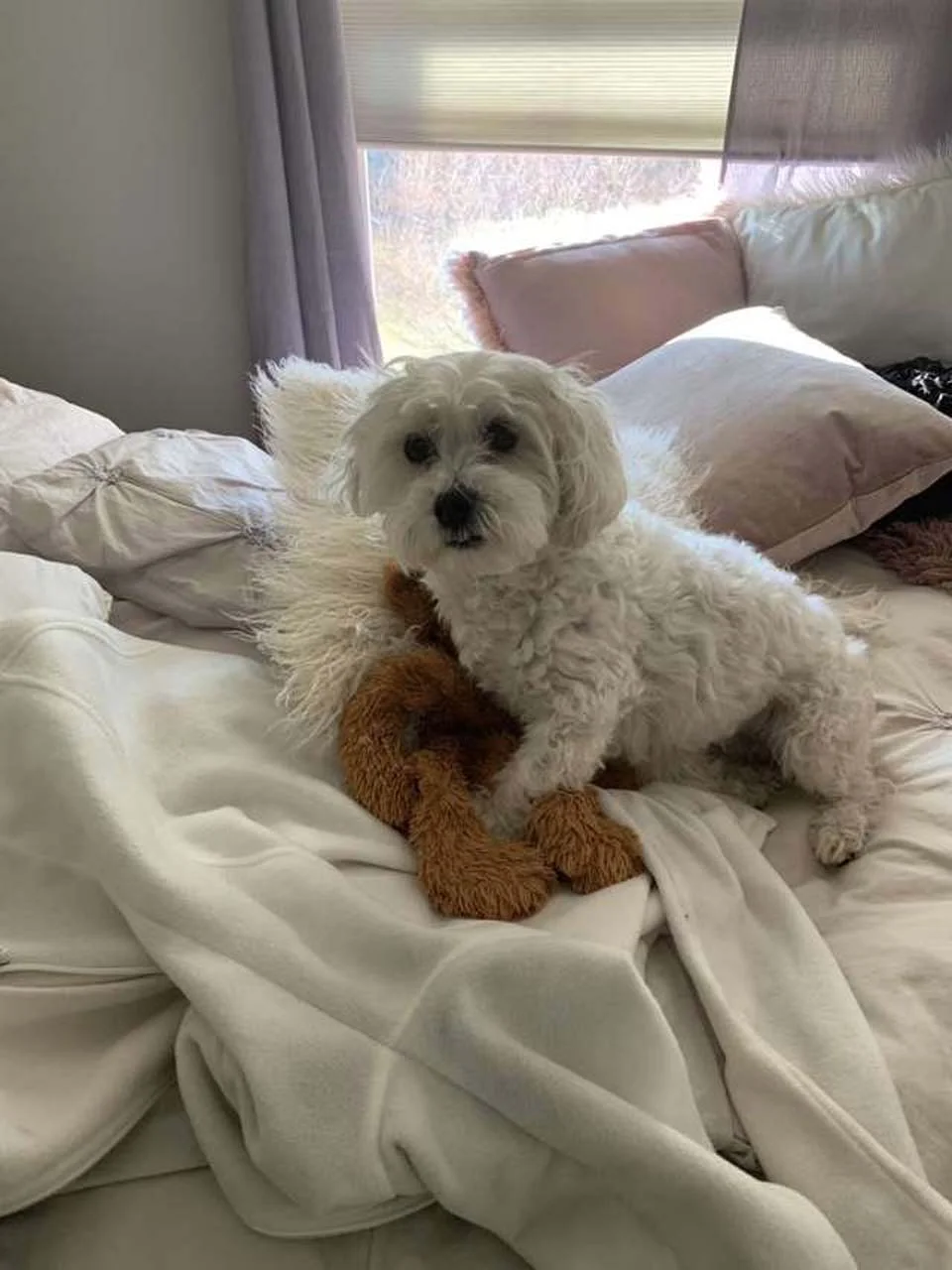 Papá rescata el juguete favorito de su perro que quedó afuera durante la tormenta 1 Terry su juguete