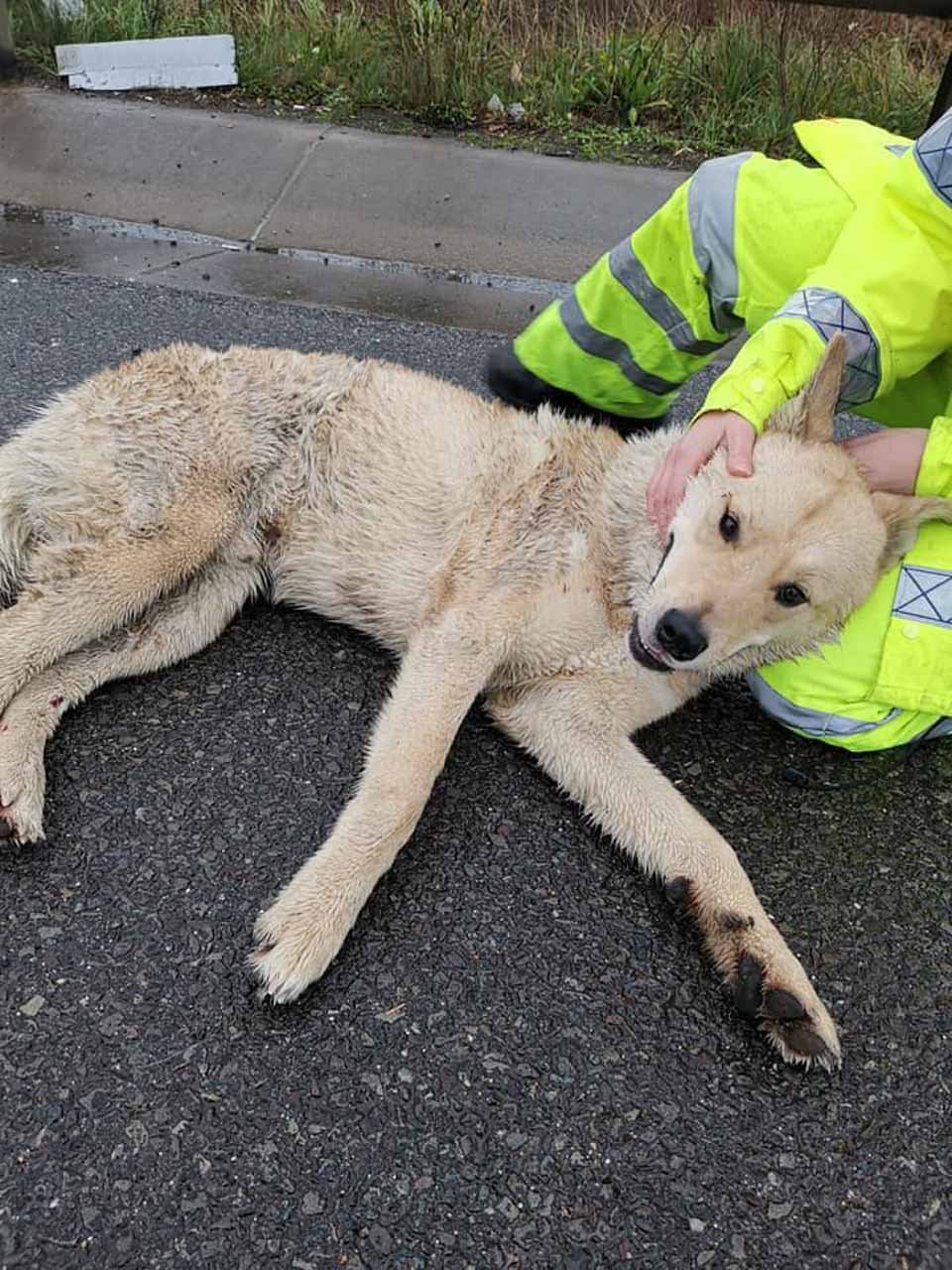 Perrito atropellado esperó a que alguien lo ayudara y así conoció a su nueva mamá 6 Thor fue atropellado