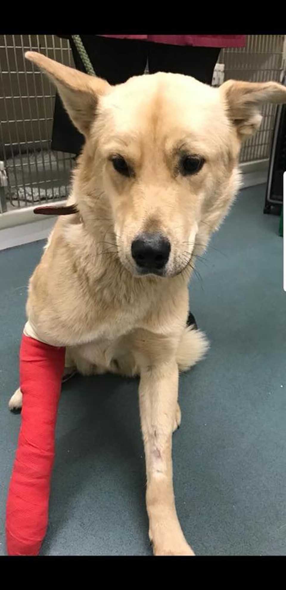Perrito atropellado esperó a que alguien lo ayudara y así conoció a su nueva mamá 8 Thor