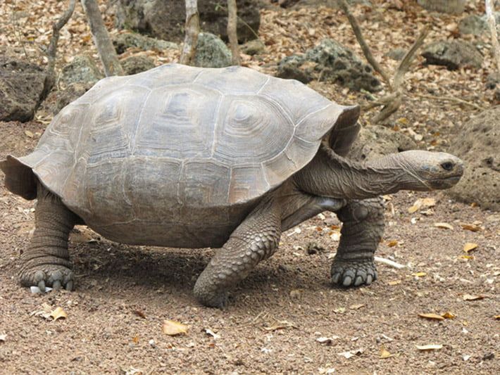 Galápago tortoise