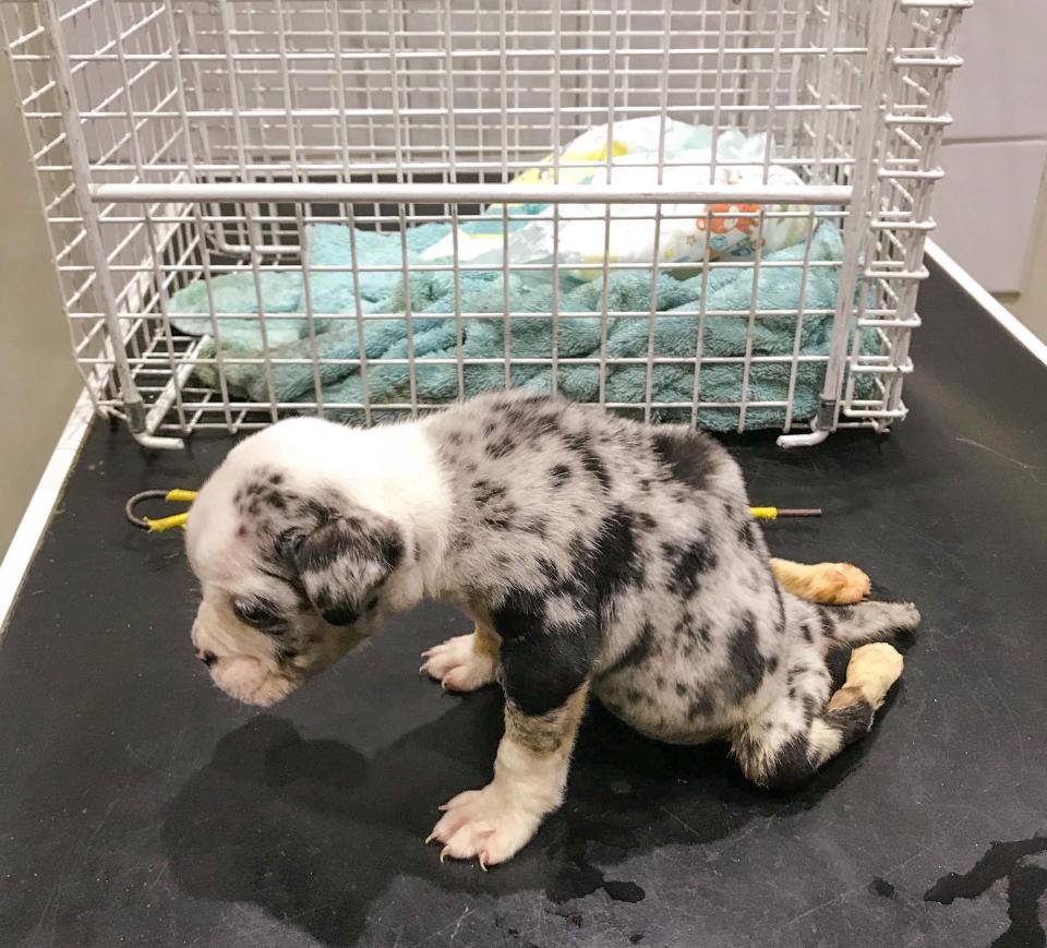Cachorro paralizado muere después de ser abandonado en un callejón el día de Navidad 6 Abandonado en navidad