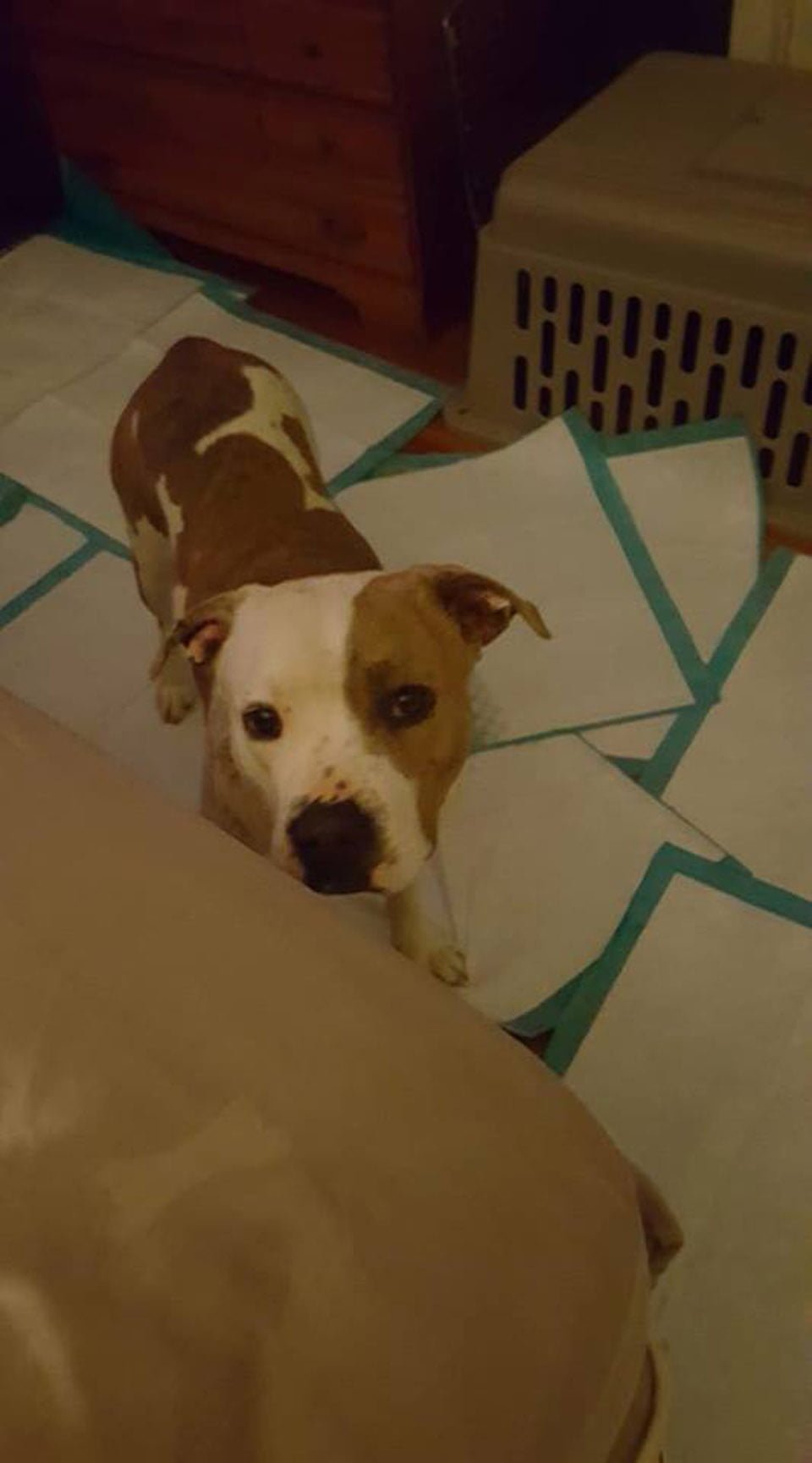 Perrito abandonado en víspera de año nuevo se negaba a dejar su manta 16 camilla se está recuperando