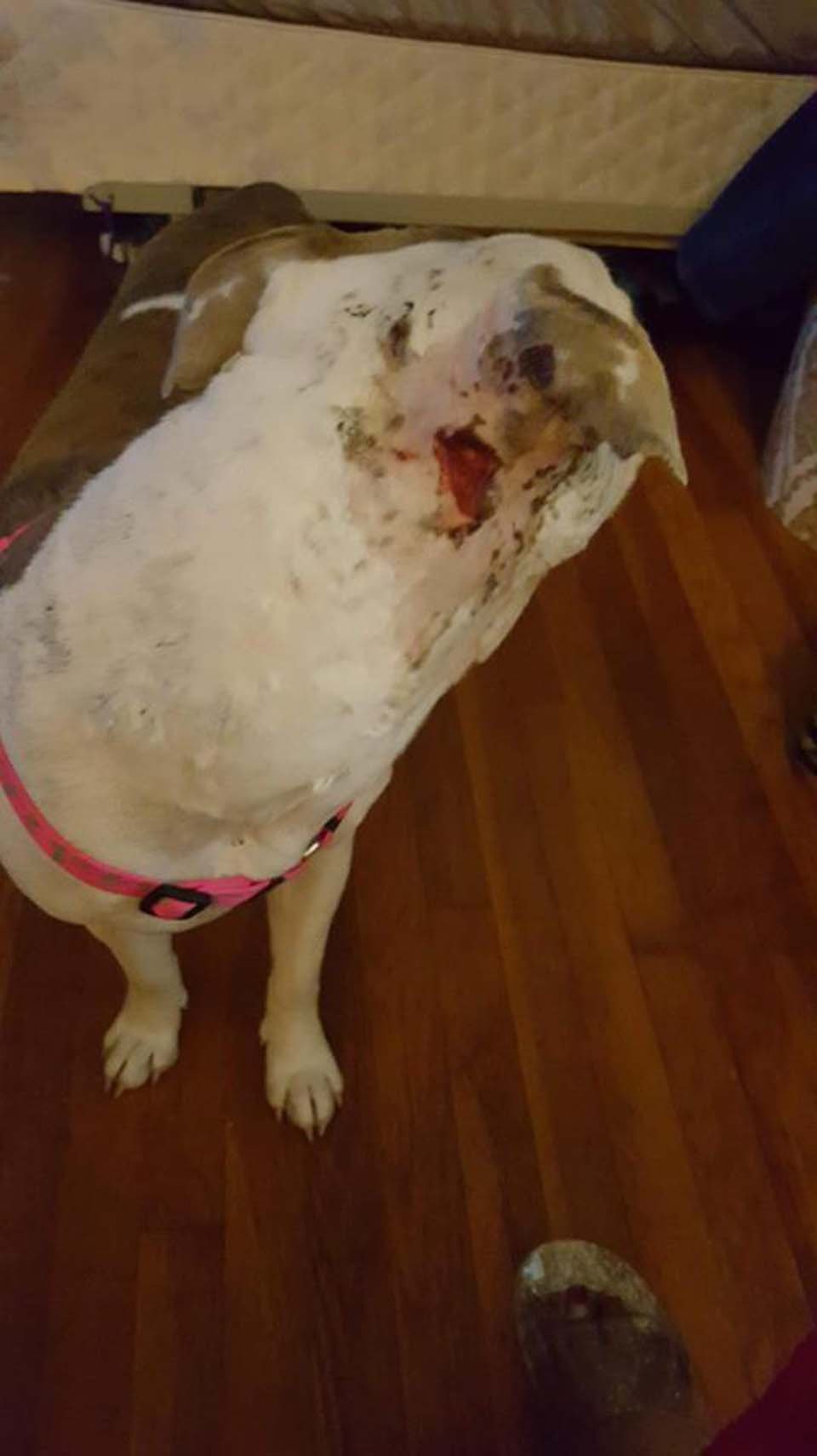 Perrito abandonado en víspera de año nuevo se negaba a dejar su manta 14 cuello herido
