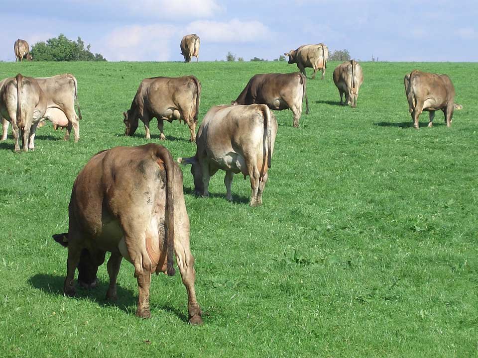 ganado