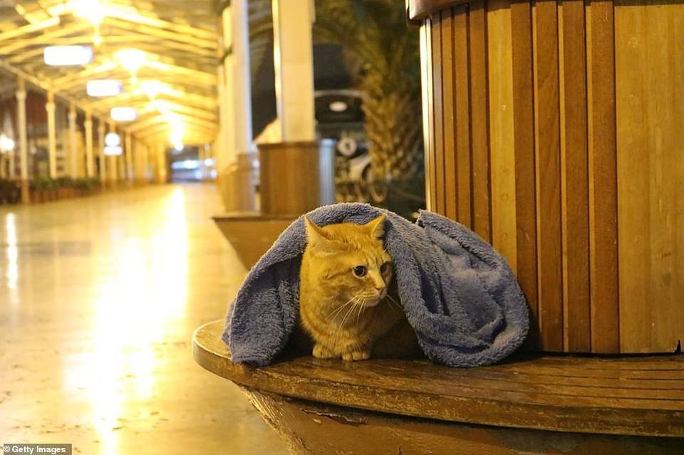 gato abrigado