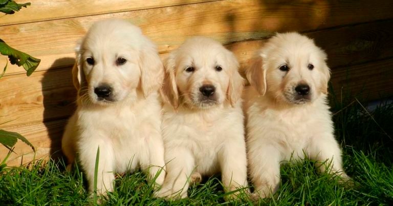 Nombres para perritas muy originales de la A a la Z