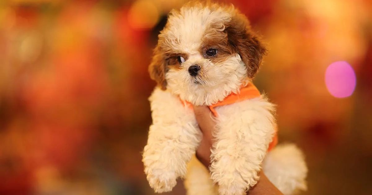 Nombres para perritas muy originales de la A a la Z 3 Nombres para perro hembra