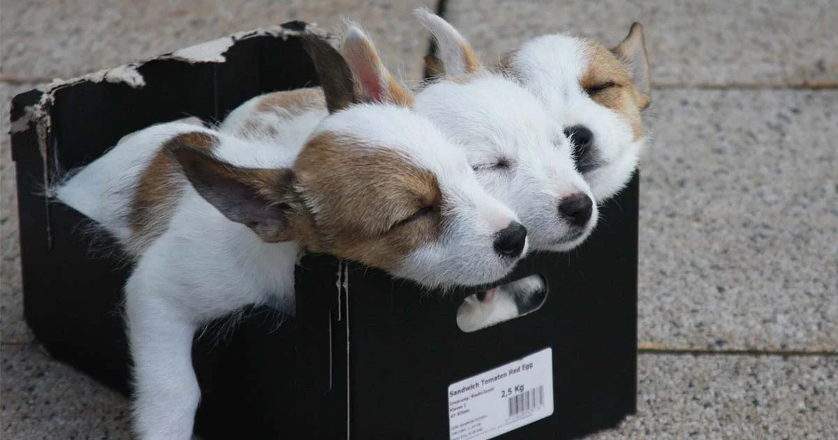 Nombres para perritas muy originales de la A a la Z 4 Nombrres para perritas