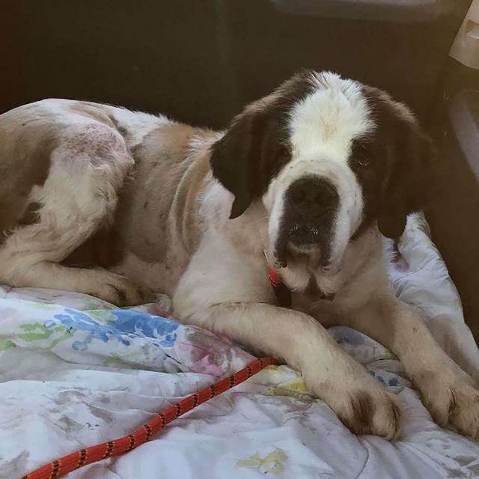 Perro mayor sobrevive por dos semanas solo en la nieve 9 perrita